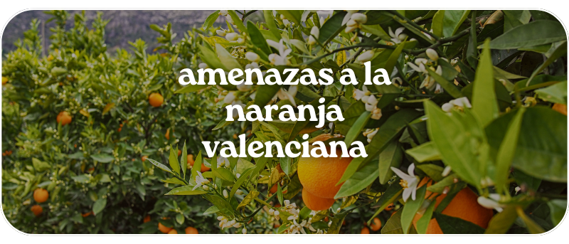 Amenazas a la naranja valenciana