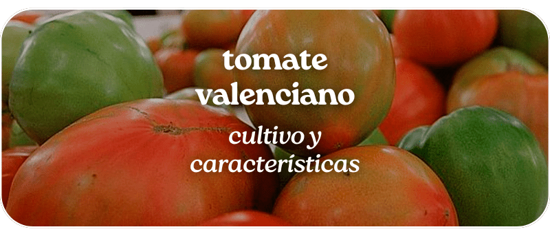 Tomate valenciano: cultivo y características