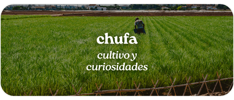 Chufa: cultivo y curiosidades