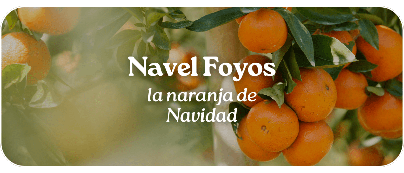 Navel Foyos: la naranja de Navidad