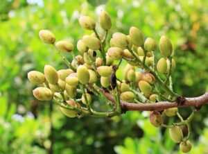 Árbol de pistacho, el pistachero, propiedades y beneficios