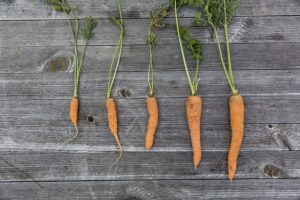 Diferente desarrollo de zanahoria Día Mundial de la Salud