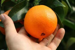 Naranja Navelina variedades de naranja
