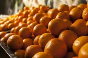 Naranja Salustiana variedades de naranja