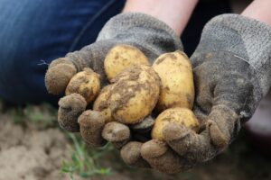 Patatas en manos de un agricultor