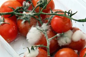 Tomates contaminados por hongos Día Mundial de la Salud