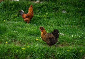 Gallinas camperas o gallinas ecológicas código de los huevos