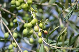 aceite de oliva aceite de oliva virgen extra