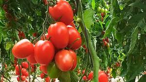 tomate de El Perelló tomate pera