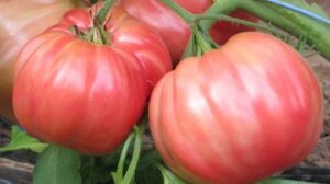 tomate de El Perelló tomate Rosa de Barbastro